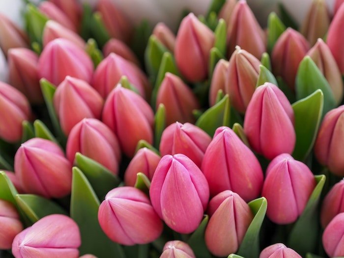Bouquet de fleurs tulipes roses, cadeau fete des meres, image fête des mères, carte de voeux à envoyer, belle photo de fleurs