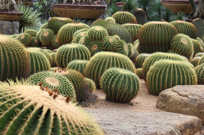 cactus boule, espèce de plante succulente épineuse, plantes grasses dans le jardin extérieur