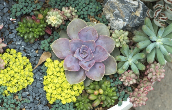 jardin miniature de succulentes, mini plante grasse, grand pot avec arrangement de plantes