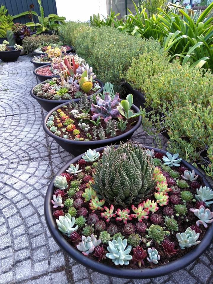 pots de fleurs avec plantes succulentes arrangées, massifs de plantes grases d'extérieur, haie vivante