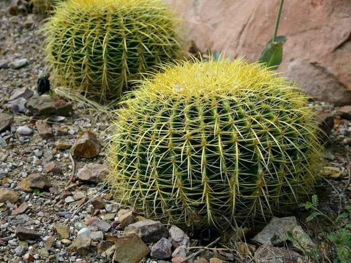 cactus boule, plante pour rocaille, grande roche située dans le jardin, cactus exterieur