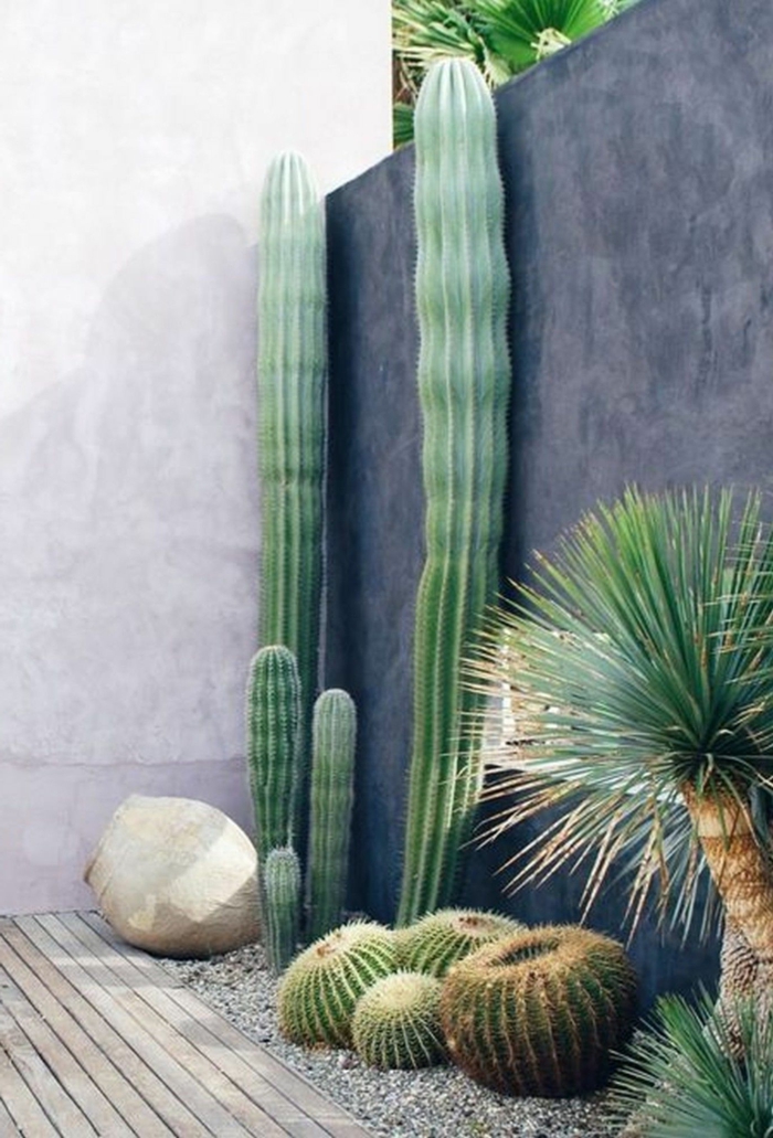cactus géants près d'un mur moderne, cactus boule, gravier décoratif, pierre