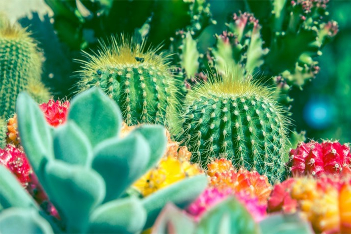 plante cactus fleuri, plante grasse fleur rose, cactées fleuries en massif, jardin désertique