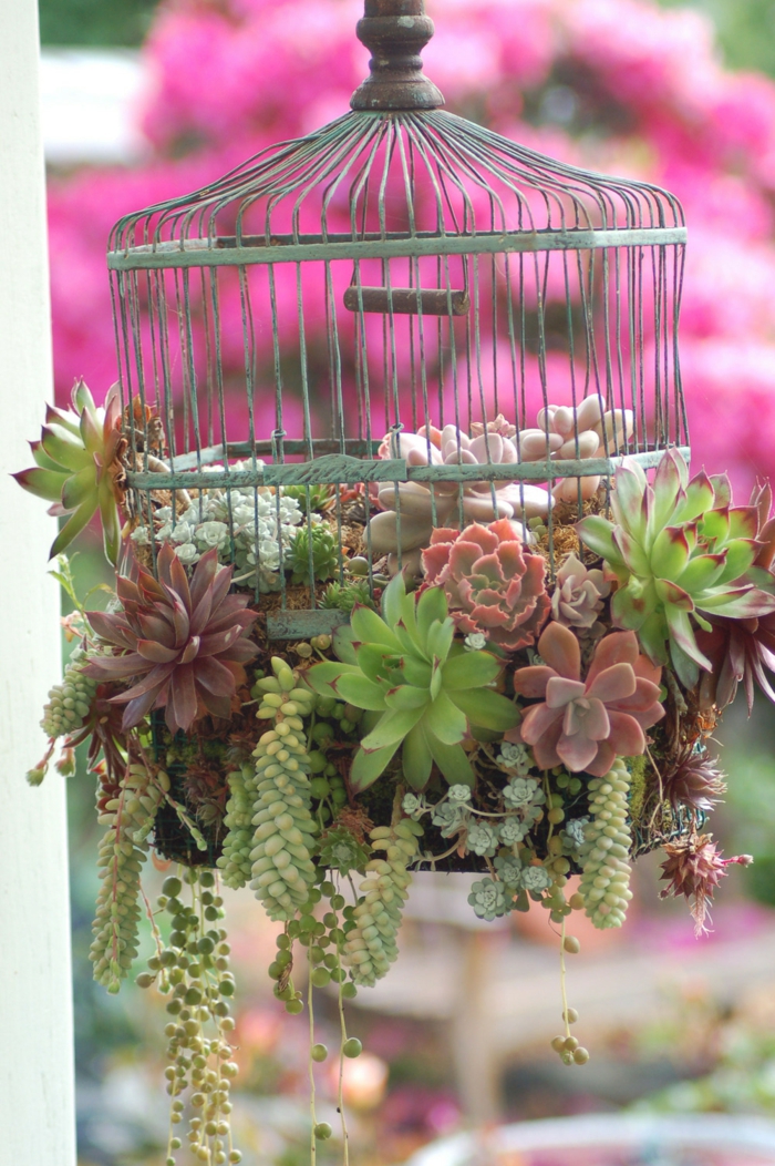 cage d'oiseau remplie de succulentes, plante grasse retombante, arrangement avec cage vintage