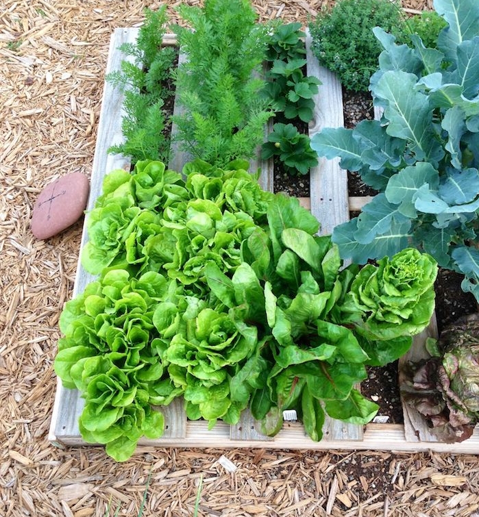 laitue, salades et herbes fraiches plantées à l horizontal dans une palette de bois, culiver ses propres légumes