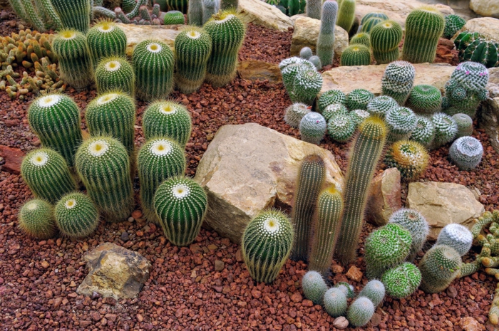 jardin désertique avec cactus exterieur, pierres, cailloux, jardin paysager, plantes succulentes