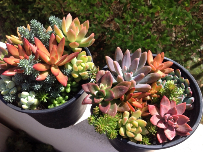 pots de fleur avec succulentes miniatures, idées jardinage avec plante succulente espèces représentatives