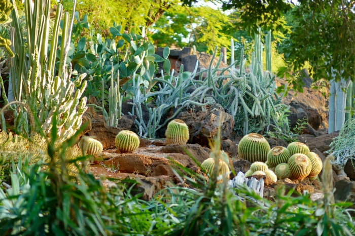 cactus boules, sol rocheux, cactus géants, plantes de rocaille, grand jardin botanique