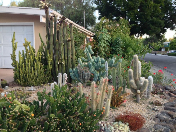 cactus raquette devant la maison, cactus géant, plante grasse fleurie, chemin, cailloux