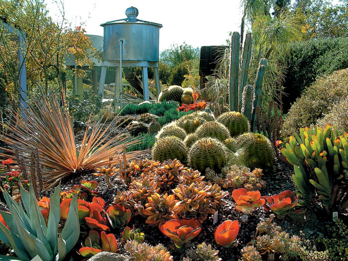jardin botanique avec succulentes, cactus boule, plantes grasses fleuries, cactées raquette 