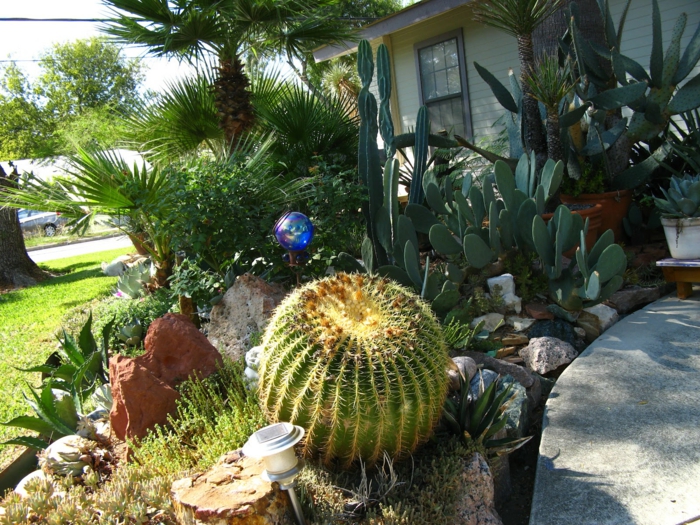 géant cactus boule, jardin, plante cactus, plantes de rocaille, palmiers, cactée raquette