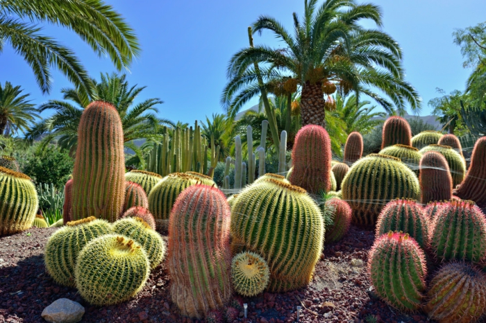 1001 + idées fantastiques de décor avec plantes grasses d ...