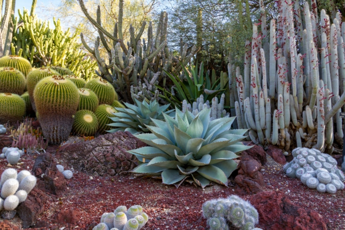 cactus boules, agaves, grands cactus, jardin botanique, design de jardin avec plantes grasses