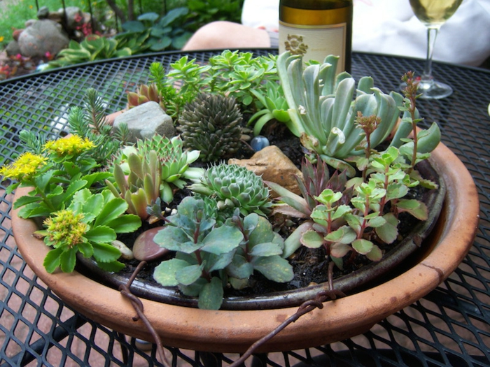 arrangement avec barbecue, pierres et plantes grasses, plante grasse a fleur, bouteille de vin blanc