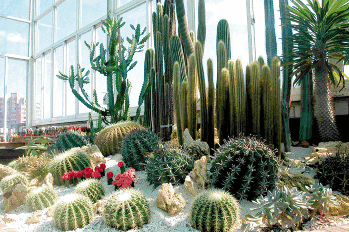 design de jardin moderne, cactus épineux, succulente plante géante, gravier blanc