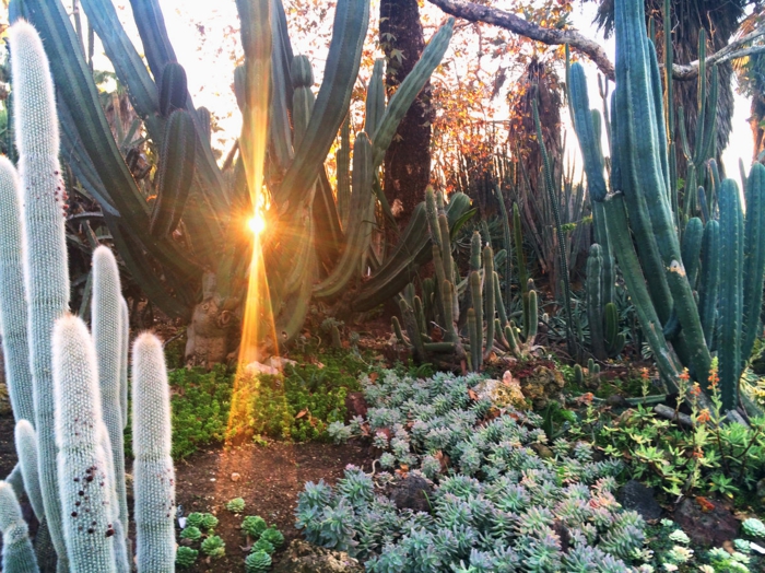 plantes tapissantes très rustiques, cactus géant, plante succulente espèce représentative