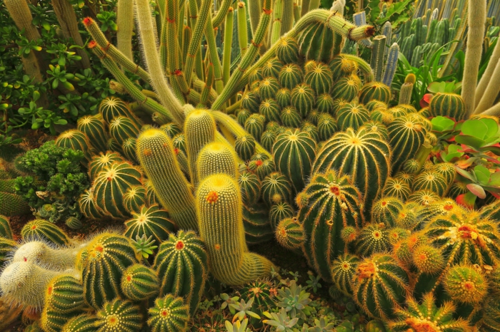 jardin de plantes grasses d'extérieur, cactus géant, plantes succulentes, plantes grasses tapissantes