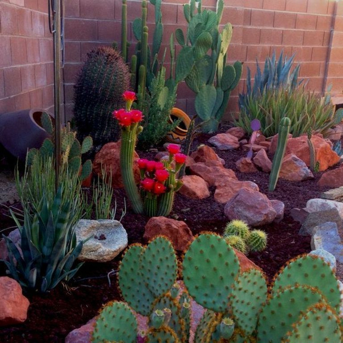 cactus fleuri, plante d extérieur en parterre, plante grasse fleurie, pierres, cactus raquette