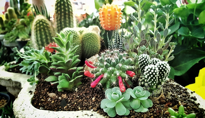 cactus fleuri, parterre de jardin avec succulentes, mini jardins de plantes grasses