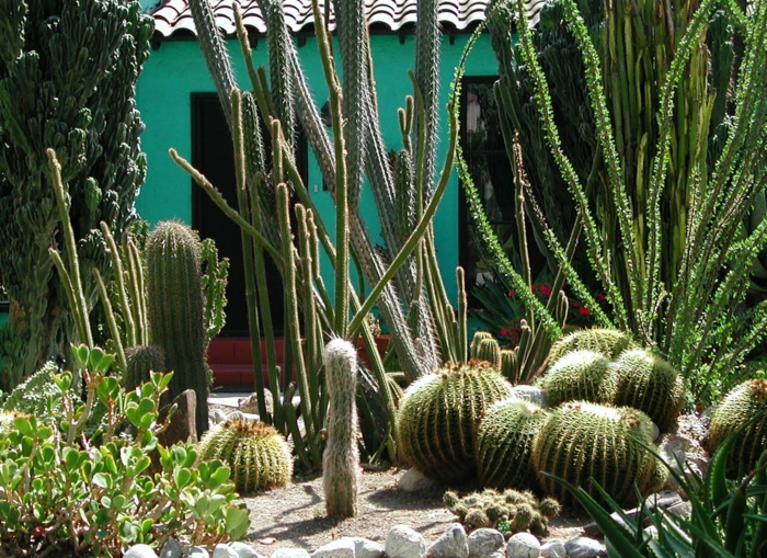 cactées boules, cactus géant, plantes de rocaille, maison verte, joli jardin désertique