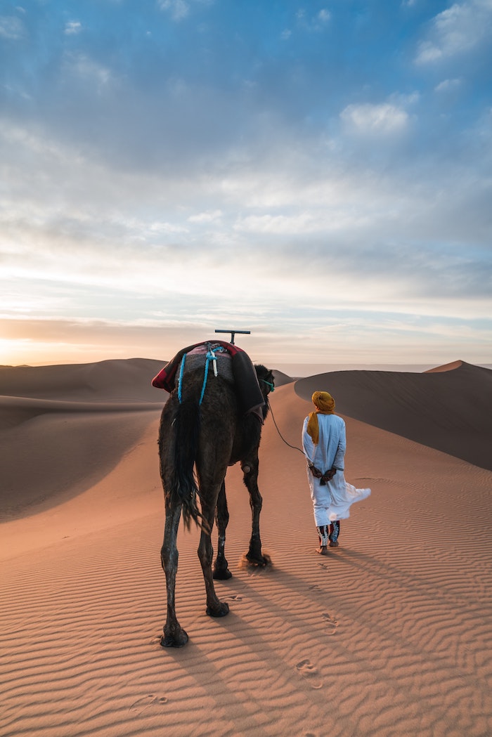 Maroc dromadaire endroit paradisiaque, paysage fantastique, image pour fond d’écran magnifique