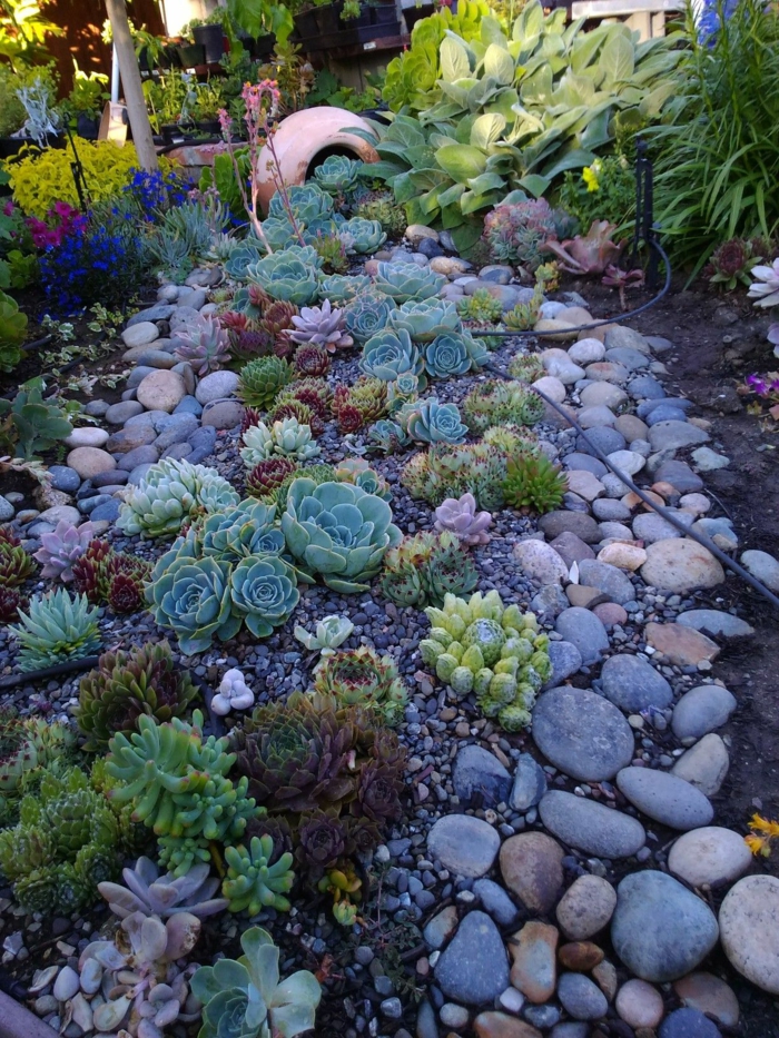 parterre plantes grasses et pierres et galets, grand pot, fleurs bleues et lilas, rocaille originale