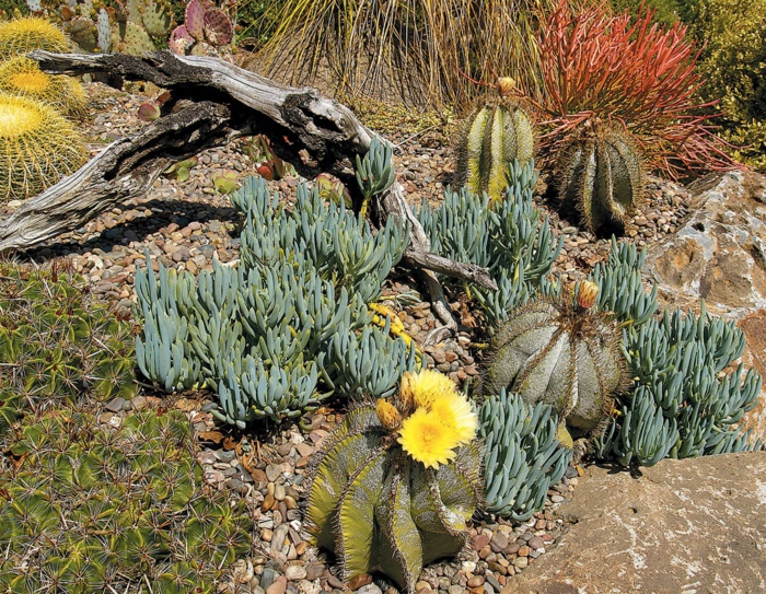 cactées intéressantes, succulentes, cactus boule, jardin de cactus design sauvage, bois flotté