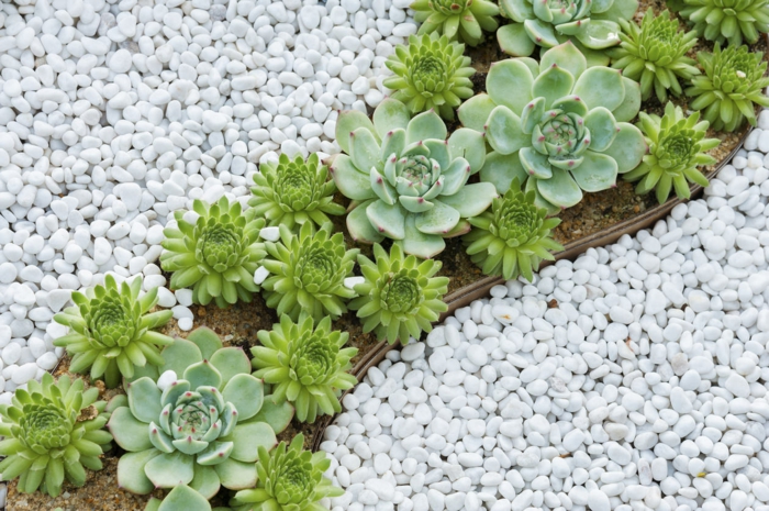 jardin original avec plante succulente, plantes de rocaille et gravier blanc, mini parterre design ondulant