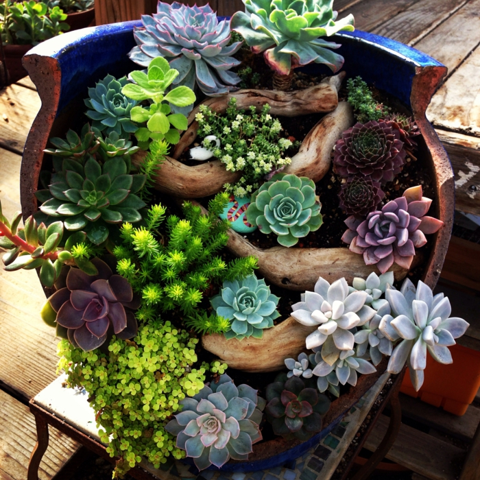 pot cassé avec succulentes en jardin miniature, arrangement plantes grasses et bois flotté