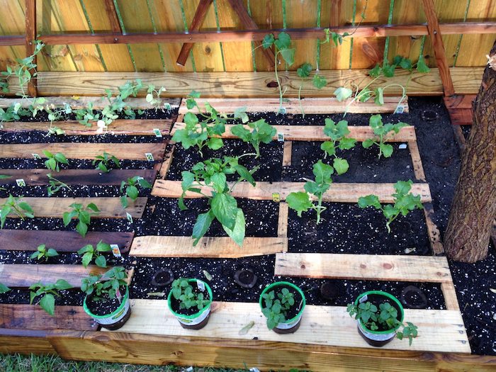 cultiver des légumes dans son jardin dans une palette de bois avec terreau à l intérieur, carré potager diy