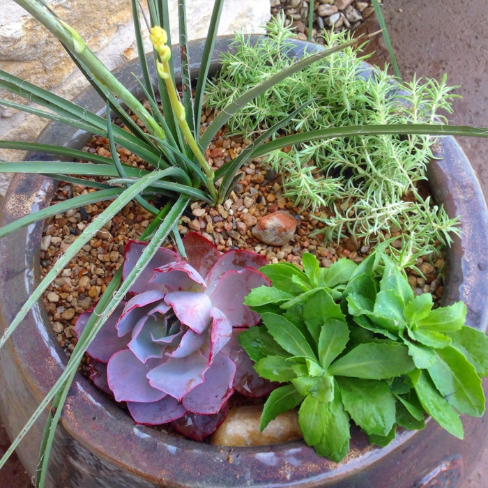 plante exterieur en pot, cailloux, comment élever les plantes grasses, succulente plante