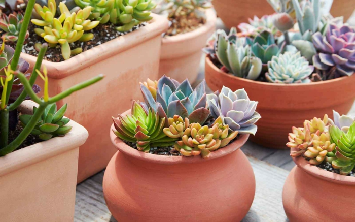 arrangement de plantes succulentes en pots d'argile, jardinières avec plantes grasses