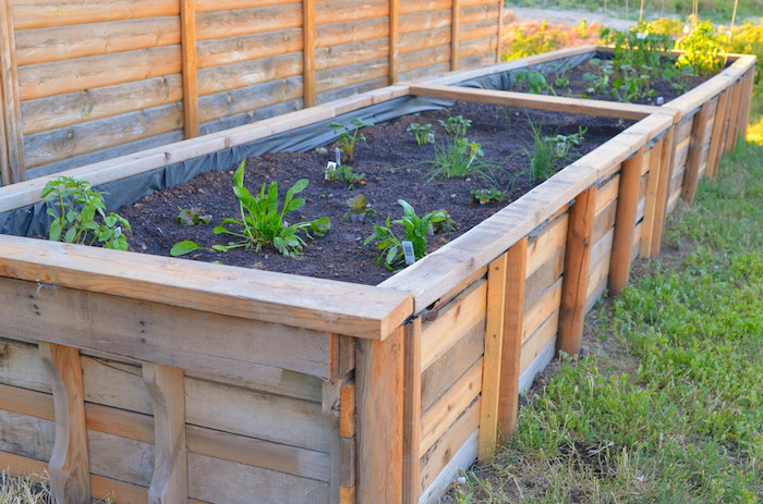 fabriquer un carré potager surelevé avec des plantes vertes, légumes cultivés à l intérieur dans terreau 