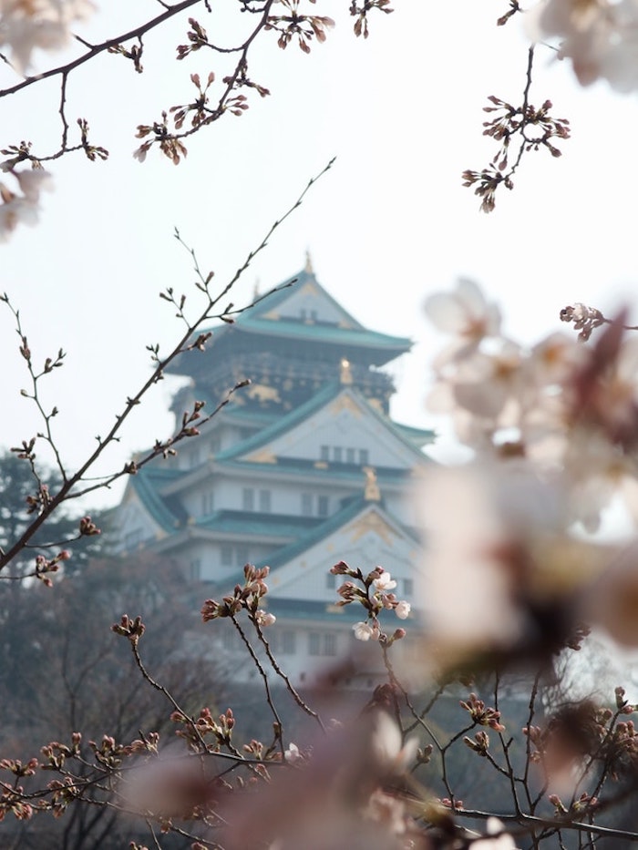 Printemps paysage Japon, vue d'un temple de cerise fleurie, les plus belles photos du monde, les plus beaux paysages du monde