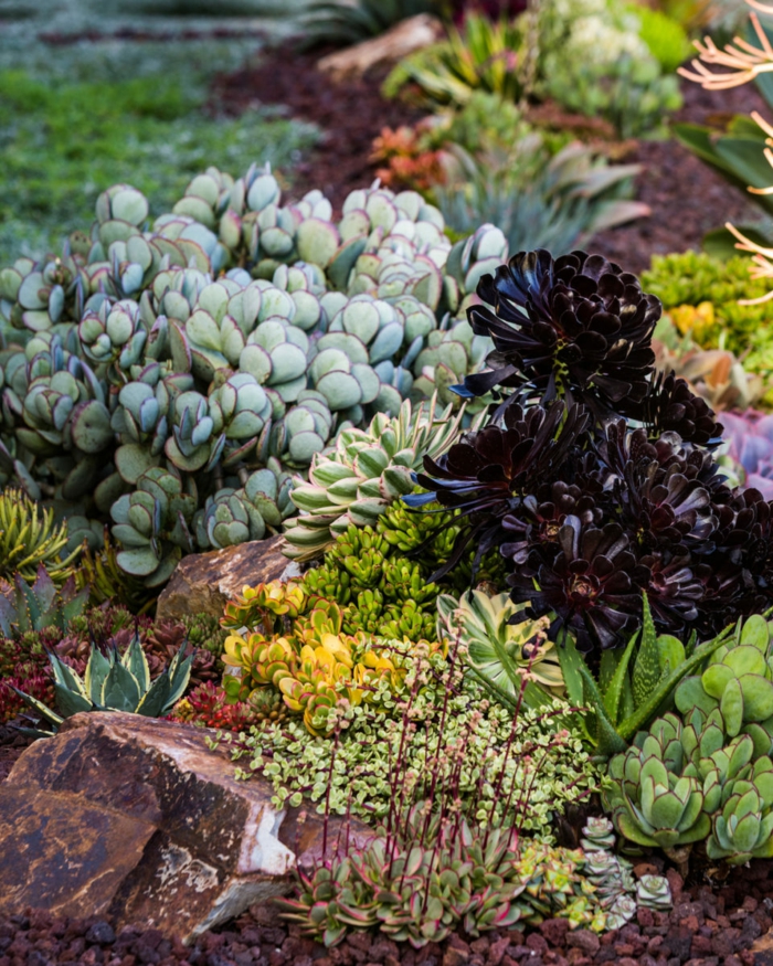 succulente plante dans un jardin d'espèces variées, pierres et plantes grasses petites