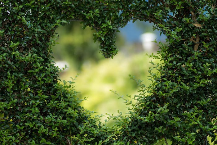 Coeur de buis fond d'écran tropical, image fond d'écran paysage, vert pour l'été et les fleurs frais et la verdure 