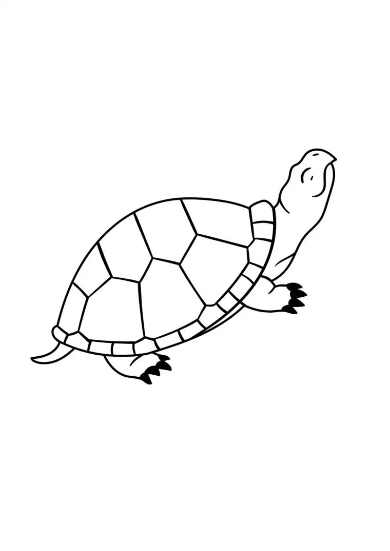 dessin simple de tortue pour imprimer