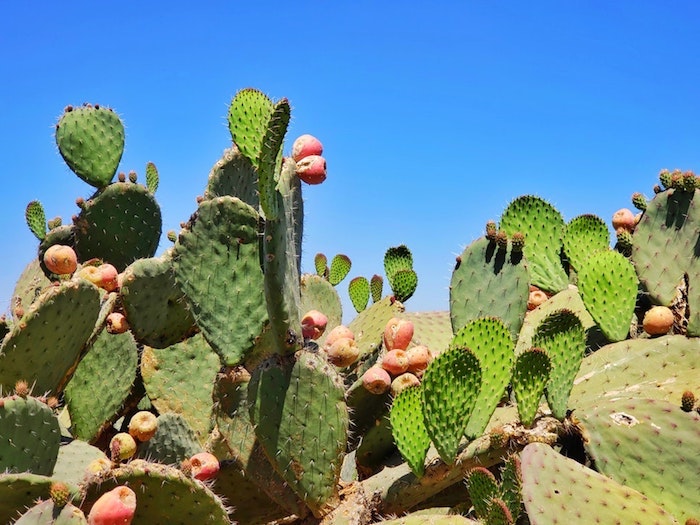 Cactus image nature, fond d'écran stylé, fond d'écran paysage magnifique, Maroc photo 