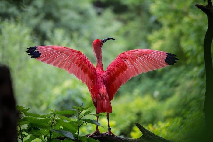 L'oiseau ibis rouge magnifique, image été, fond d'écran été, image de fond à utiliser pour son ordinateur