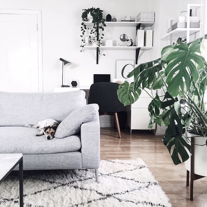 canapé gris scandinave avec chien en dessus, tapis blanc sur parquet bois, monstera deliciosa dans un coin de la piece et deco bureau design scandinave