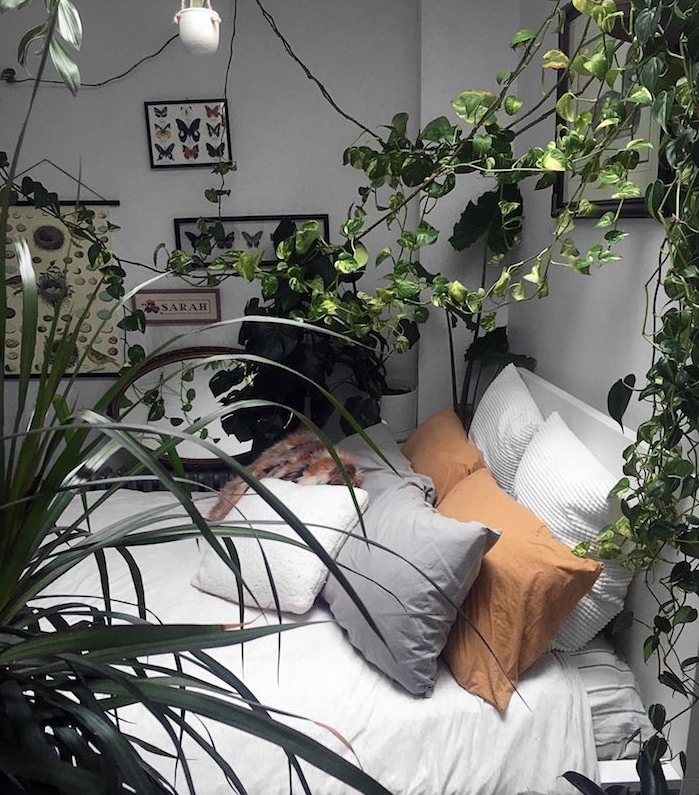 plantes grimpantes lierre d interieur, lit blanc cocooning esprit boheme chic avec coussins decoratifs, mur de cadres botanique et zoologie