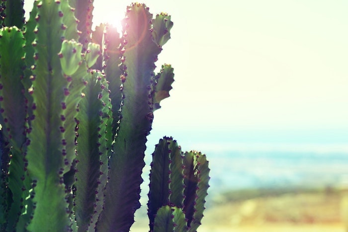 Cactus en avant plan, fond d'écran paysage, belle image de fond paysage nature exotique, les cactus et le soleil 