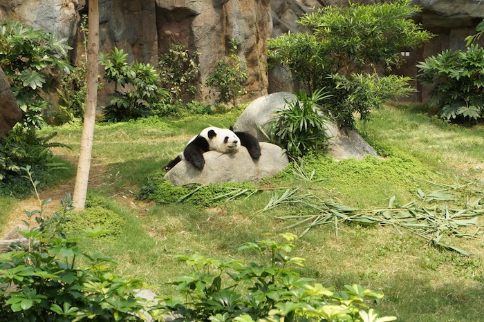 Panda en été très paresseux, verdure fond d'écran tumblr, image de paysage, fond ecran paysage