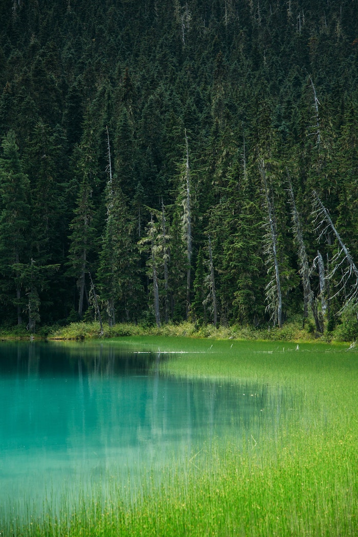 Lac bleu eau, herbe vert et arbre pin partout, image nature, fond d'écran stylé, fond d'écran paysage magnifique montagne 