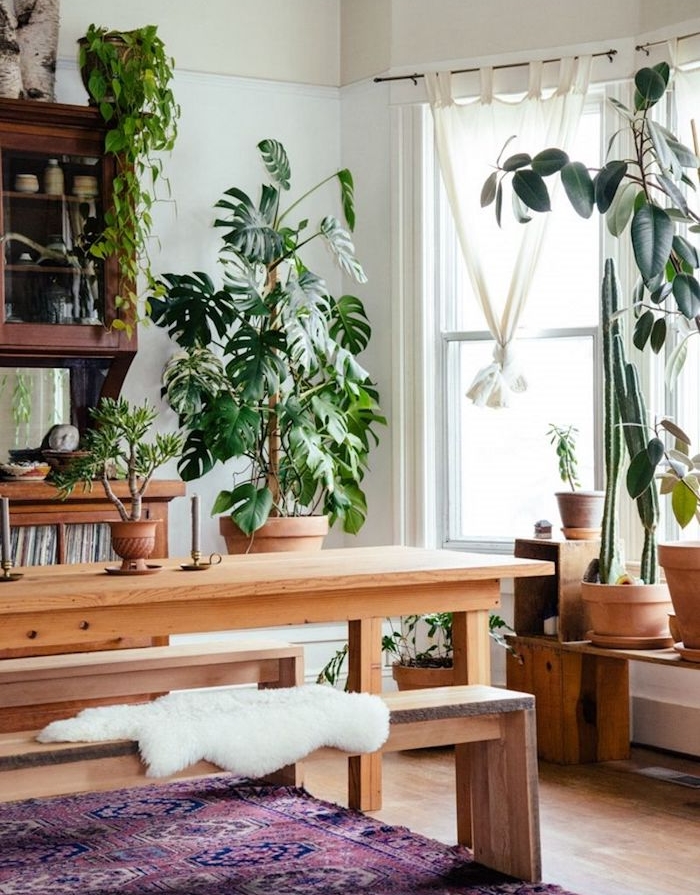 plante appartement, grand pot de monstera et autres plantes en pot, tapis oriental, table et bac bois blond