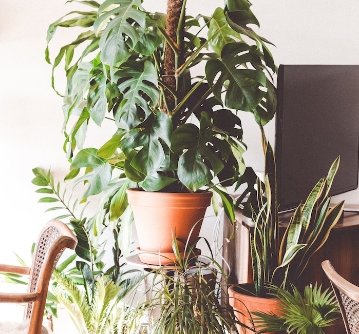 des végétaux en pots pour mettre son salon au verte, idée comment aménager un salon style nature