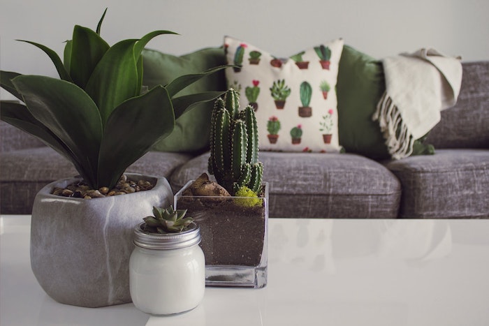 plantes succulentes et cactées pour centre de table dans un salon deco nature, coussin à imprimé tropical et coussins verts sur canapé gris