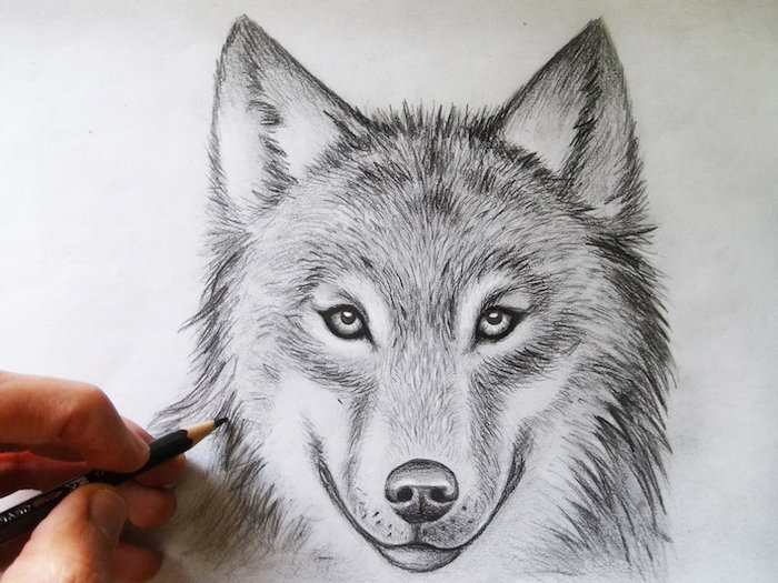 dessin de loup au crayon simple, idée pour apprendre a dessiner par etape un animal