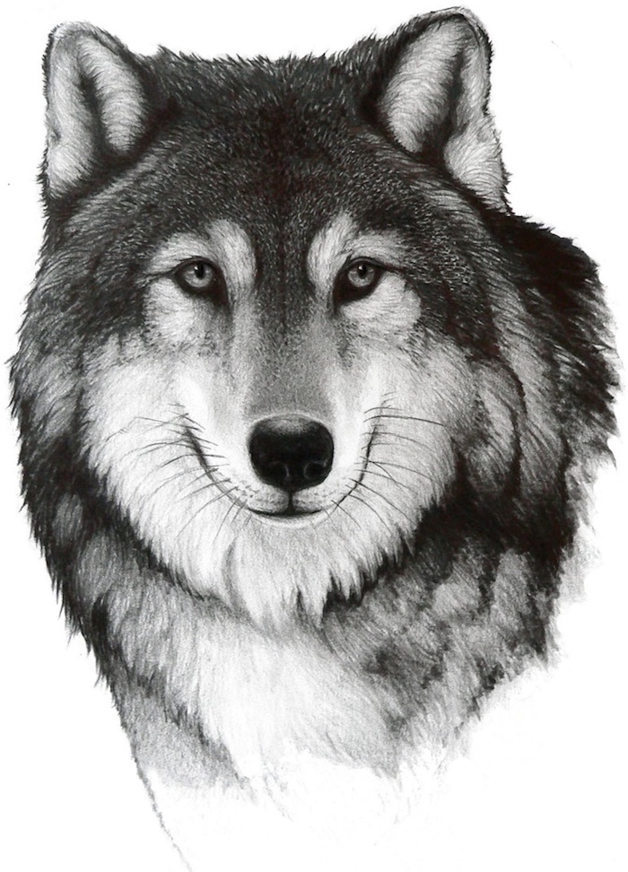 portrait réaliste de loup au pelage gris, noir et blanc, exemple de loup dessin noir et blanc original