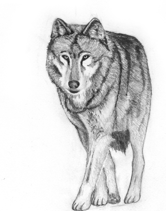 dessin réaliste noir et blanc de loup en train de marcher, dessin graphique corps de loup 